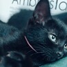 とても美猫です。