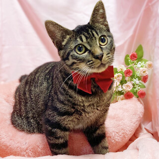 初心者向き！人懐っこくて甘えん坊の子猫