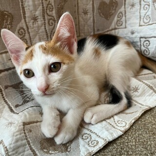 可愛い★おもちちゃん