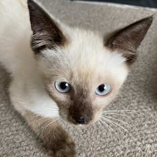 美猫シャム柄。もしかしてモテ期到来？ルイくん3ヶ月