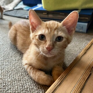 穏やかな★きなこちゃん