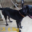 生後６か月過ぎた子犬。近々引き出し予定です。