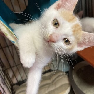 涼しい顔してババンバン！イタズラ大好き涼くん2ヶ月