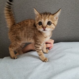 調整中一旦ストップ。兄弟の分も幸せになって欲しい