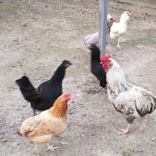 アローカナ、ブラマ里親募集