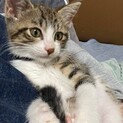 2ヶ月キジシロの「なつくん」♂