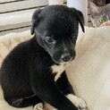 かわいい仔犬の女の子です！