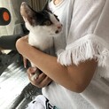 元気なハチワレ君（3ヶ月)