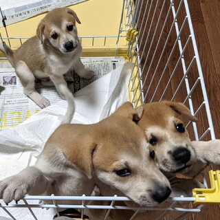 それぞれ譲渡になりました！！