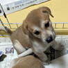 それぞれ譲渡になりました！！ サムネイル2