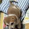 それぞれ譲渡になりました！！ サムネイル3