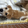 それぞれ譲渡になりました！！ サムネイル4
