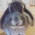 ロップイヤー(シルバー)男の子