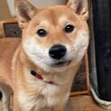 柴犬らしくマイペース。超美人1歳くらい