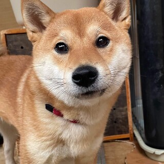 柴犬らしくマイペース。超美人1歳くらい