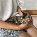 白っぽいキジトラちゃん。(3ヶ月)