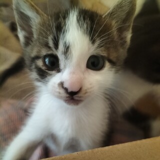 5ニャンママさま