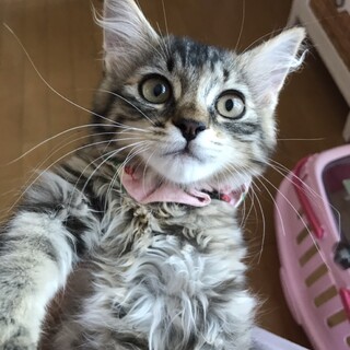 8/7(日)所沢譲渡会♪　お転婆な仔猫のリルちゃん