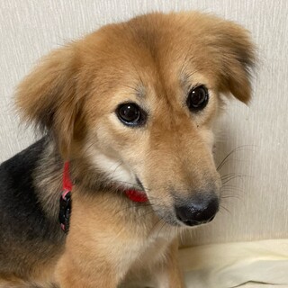 「うらら」女の子