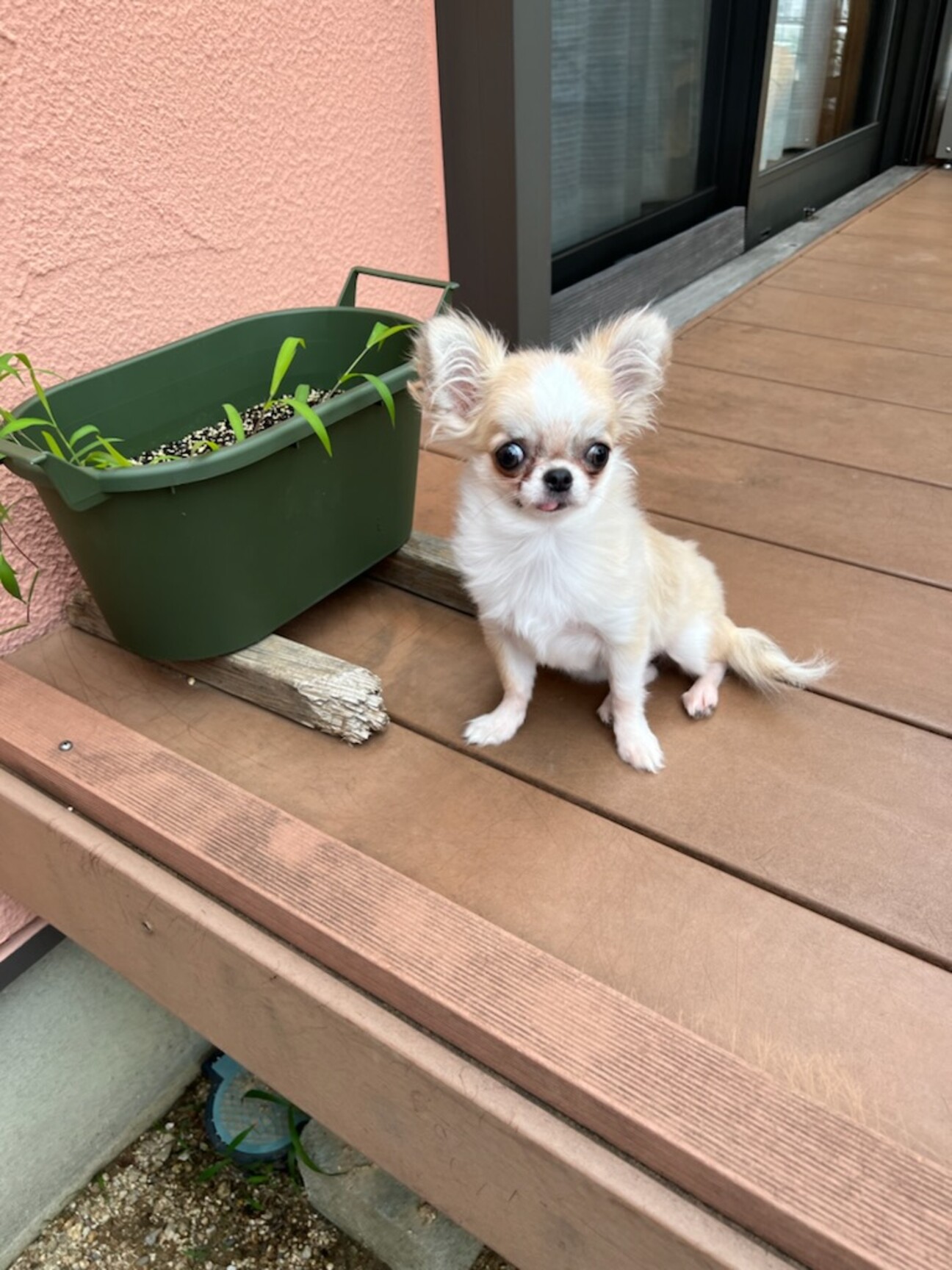 ロングコートチワワの赤ち」大阪府 - 犬の里親募集(412168