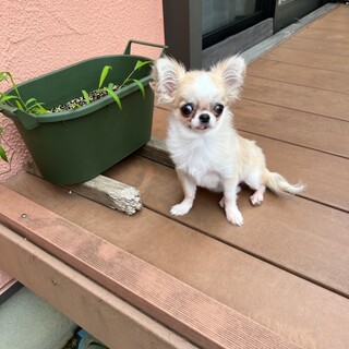 ロングコートチワワの赤ち」大阪府 - 犬の里親募集(412168