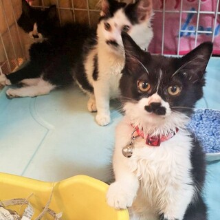 半長毛のタキシード兄妹子猫