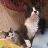 半長毛のタキシード兄妹子猫 サムネイル3