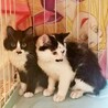 半長毛のタキシード兄妹子猫 サムネイル5