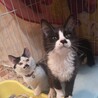 半長毛のタキシード兄妹子猫 サムネイル6