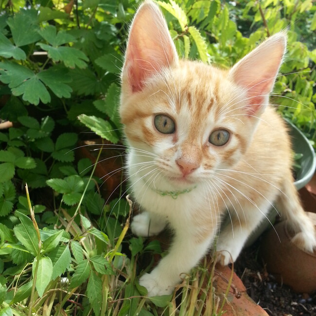 わらび餅_もちのカバー写真