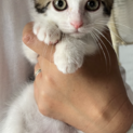 人慣れバツグン♡とってもかわいいウォッカくん