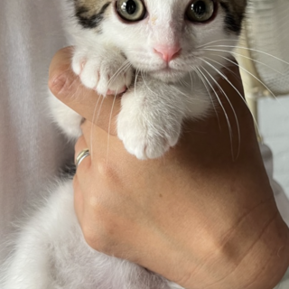 人慣れバツグン♡とってもかわいいウォッカくん