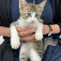 めちゃくちゃ人懐っこい！キジシロの男の子