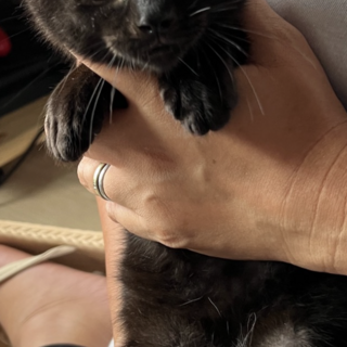 小さなブラックパンサー☆甘えん坊ジンくん