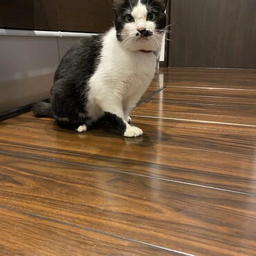 首輪デビューしました