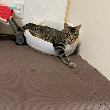 里親さん宅でリラックスモードのきじーくん