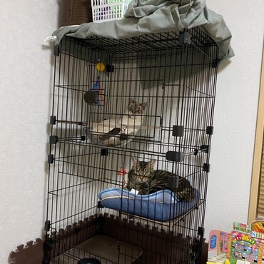 先住猫さんとも仲良し