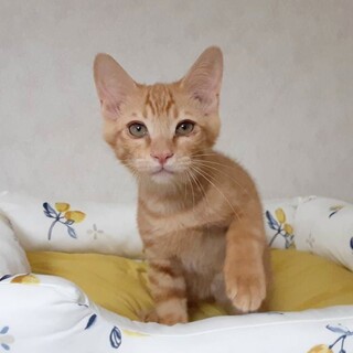 穏やかで天真爛漫な茶トラくん