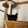 【急募】腕枕が好きな甘えん坊の黒猫くん！ サムネイル7