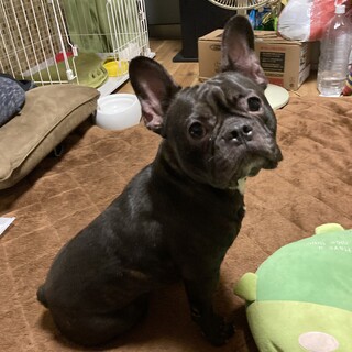 ママからの巣立ち　シュガー