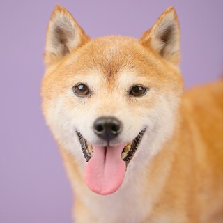 ビビリさんですが食べるのが大好き！柴犬の凪ちゃん