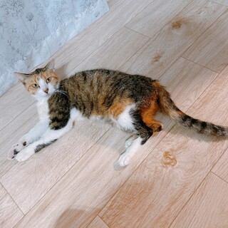 4姉妹のママ猫 三毛　2.4キロ　1/5