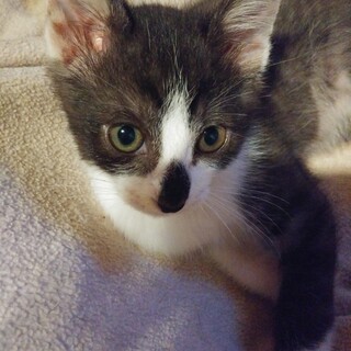 可愛いわたるです。