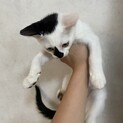 保護猫