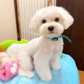 【子犬】フレンドリーで元気いっぱい♪マルチーズ♪