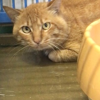 ２匹で収容／大柄な茶トラ猫オス