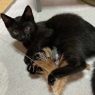 生後2ヶ月半美猫⭐︎黒猫ジジ似女の子