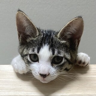まだ少し怖がりさんな愛おしいシロキジのたっ君❣️