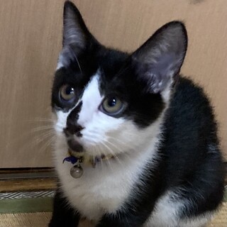 とってもお茶目で可愛い黒シロ柄のリー君❣️