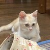 終生飼える方求む サムネイル1